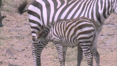 Young Zebra foal suckling