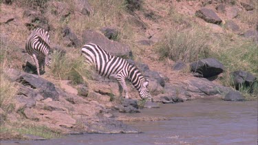 Zebras drinking nervously at river. A crocodile lies in wait. As it lifts its head the zebra's see it and back away from the water.