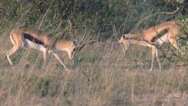 Thompson's gazelles fighting