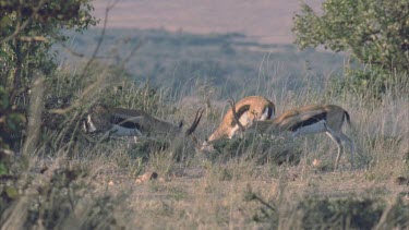 Thompson's gazelles fighting