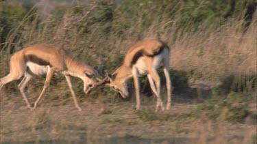 Thompson's gazelles fighting