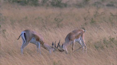 Thompson's gazelles fighting