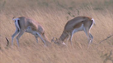 Thompson's gazelles fighting