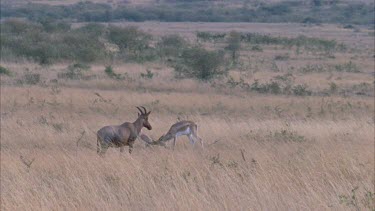 Thompson's gazelles fighting, Topi looking on