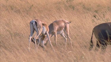 Thompson's gazelles fighting