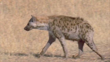 Hyena walking through frame, with a limp, looks injured.
