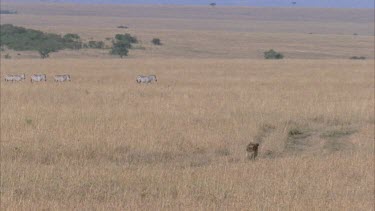 Hyena walking towards a herd of zebra.