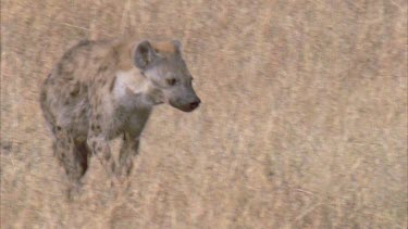 Hyena walking towards camera