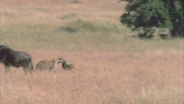 Hyena running through frame with kill, through wildebeest herd.