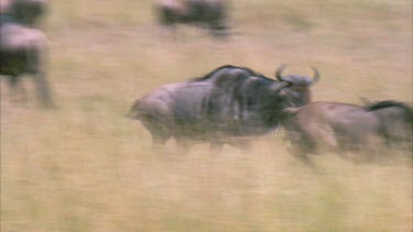 wildebeest chases other wildebeest from herd