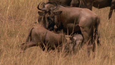 Wildebeest calf suckling