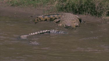 Crocs on river bank, one swim off, head half submerged.