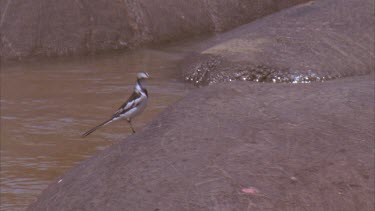 African pied wagtail on hippos rump flies off as hippo rolls over.