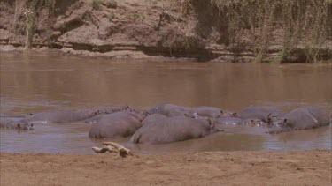 Group of hippos basking in the river