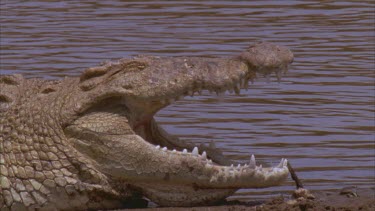 Croc basking on river bank with river in background. Large gape show teeth