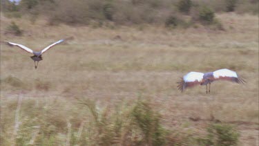 pair of crested cranes come in to land