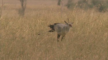 Secretary bird dips down for food then turns and walks away