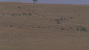Herd of Wildebeest traversing in line, through grassland. Long PAN to right, wildebeest walking in single file