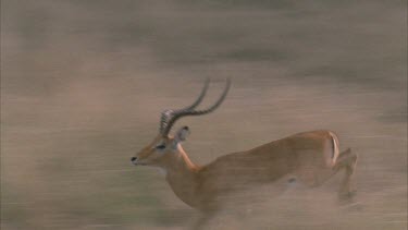 male impala running