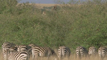 zebra herd grazing in foreground, giraffes feeding on acacia trees in background