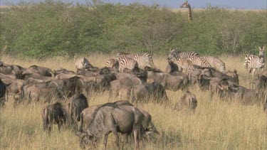 zebra and wildebeest grazing in foreground, in background is giraffe whose head sticks out above .