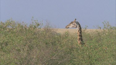 giraffe head sticking above tree line
