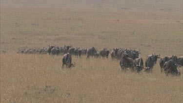 migrating line of wildebeest walking towards camera