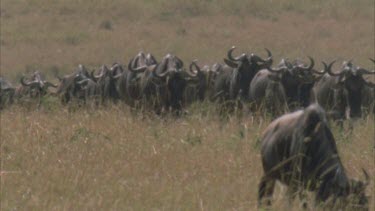 migrating line of wildebeest walking towards camera