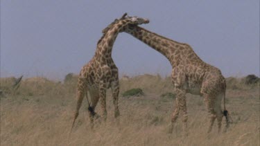 two young giraffe males fighting, entwining their necks as if in a dance