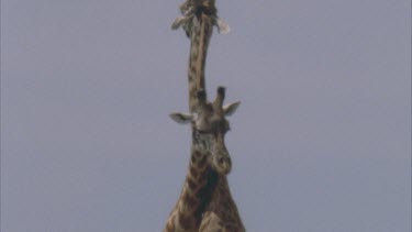 two young giraffe males fighting, entwining their necks as if in a dance