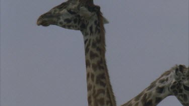 heads and necks of fighting giraffes pan down to body and legs