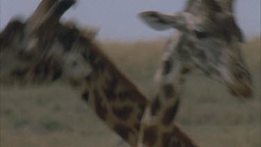 heads and necks of fighting giraffes