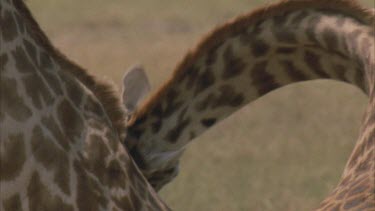 one giraffe's neck waves across the frame. Pan up other giraffe's neck to head looking towards camera
