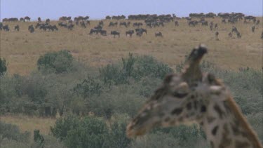 giraffe head profile. Large herd of wildebeest in background grazing on hill. Pull focus