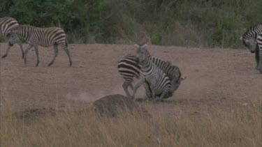 fight between two zebra males