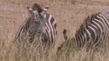 fight between two zebra males