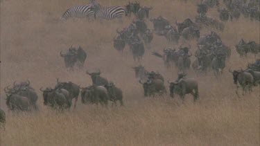 herd of wildebeest running towards camera