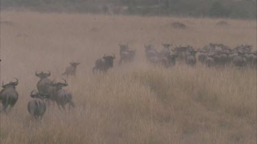 herd of wildebeest running away from camera