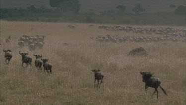 herd of wildebeest running away from camera