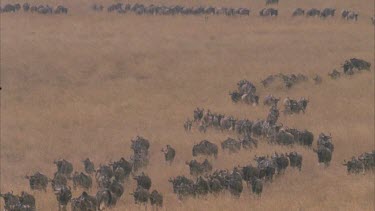 herd of wildebeest walking in single file in long line towards camera