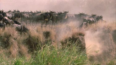 Herd of wildebeest crossing small ravine, left to right