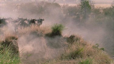 Herd of wildebeest gathered on one side of river, left to right