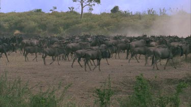 Herd of wildebeest approaching river's edge, left to right