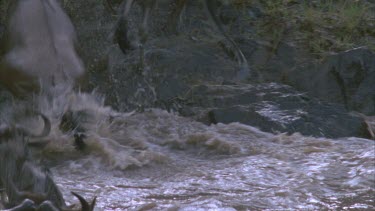 Herd of wildebeest emerging from river, climbing bank