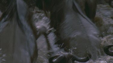Wildebeest leaping up river bank from water