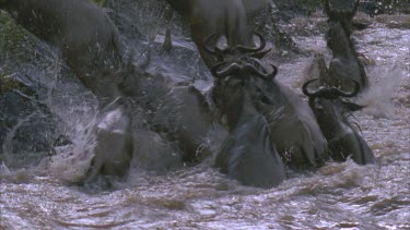 Wildebeest clamoring out of the water and over rocks up the bank