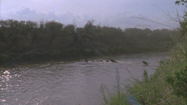 Wildebeest heard galloping across river, right to left