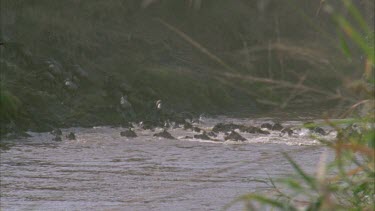 Plains zebra and wildebeest herd, submerged, crossing river and climbing up bank,