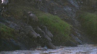 Wildebeest emerging from water and struggling up river bank
