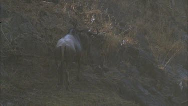 Individual wildebeest, shot from behind, walking out of frame